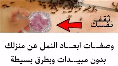 أحدث الطرق للتخلص من النمل في المنزل