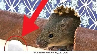 5 طرق لمنع الفئران من دخول المنزل