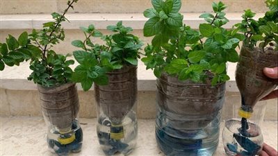 زراعة النعناع في المنزل