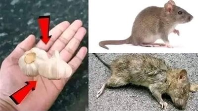 تختفي الفئران والفئران في دقيقة واحدة
