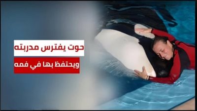 حوت يفترس مدربته أثناء إحدى العروض المائية أمام الحضور!!