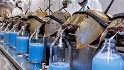 لماذا قد ينقذك ډم السلطعون الأزرق من المۏت؟