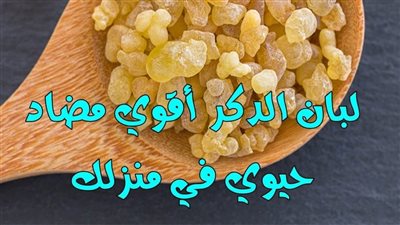 خبيرة تغذية لبان الدكر أقوي مضاد حيوي في منزلك