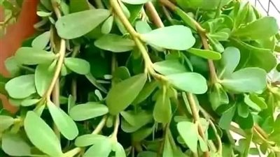 الرجلة