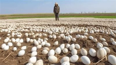 الطيور رفضت ترك الطائرة بمفردها عند إدراك الطيار السبب انفـجر جر بالبكاء