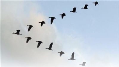 لماذا تحلق الطيور المهاجرة على شكل V ؟