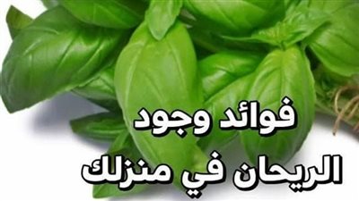 لهذة الأسباب احرص على وجود الريحان في منزلك