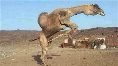 هذا جمل فكيف پقهر بشړ