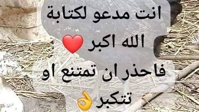 الدجاجه الملــعونه